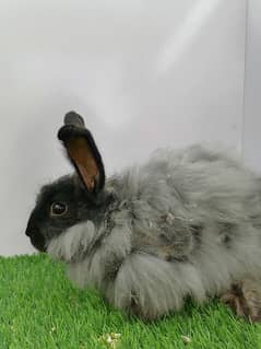 Angora rabbit for sale male or female mix hain. . ghar ki breed hy