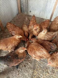 polceen bantam split chicks