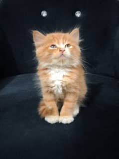 Ginger male Persian kitten