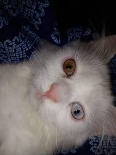 persian male cate with odd eyes three months old for sell