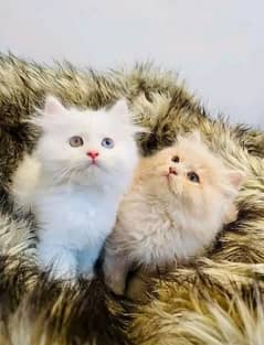 Persian Kittens and Cats For Sale