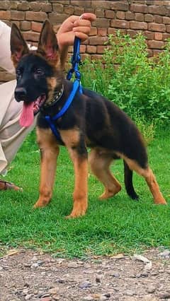 pure German shepherd male top quality bloodline age 3 month security