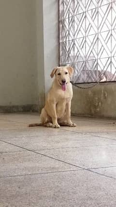 labrador