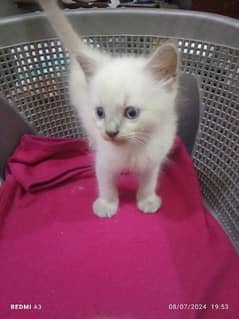 Siamese bareed kitten pair