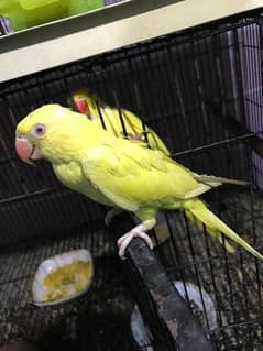 for sale parrot