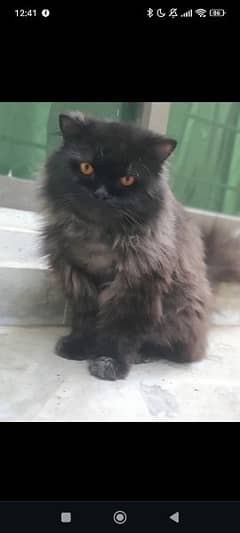 Persian cat