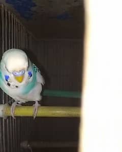 Budgie