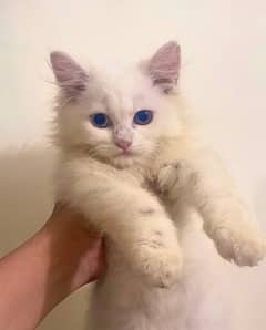 URGENT Pure Persian kittens for sale! odd eyes! white, grey and Smokey