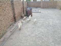 paper white Heera aseel 1 male 4 female for sale