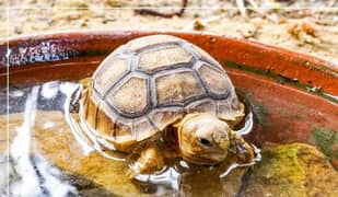 sulcata tortoise baby pair