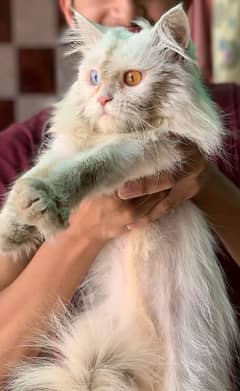 Persian cat male odd eyes