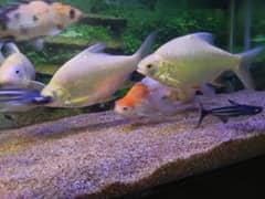 Sell Gaint Size Tinfoin Barb Fish pair