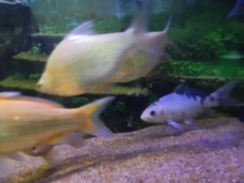 Sell Gaint Size Tinfoin Barb Fish pair 1