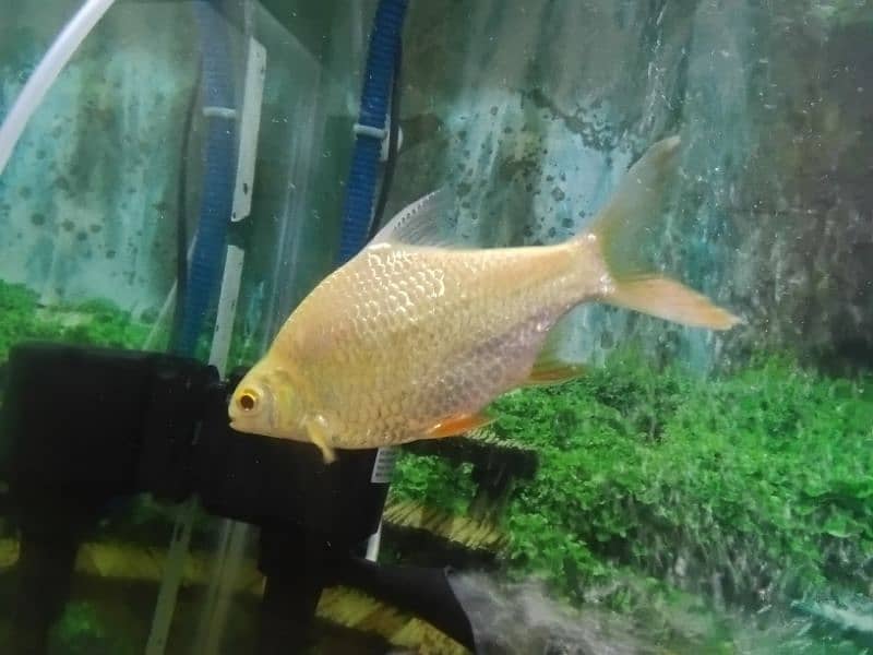 Sell Gaint Size Tinfoin Barb Fish pair 5