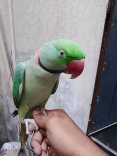 Raw parrot male