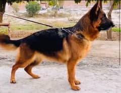 German Shepard  female pedigree  microchip   show winner top quality