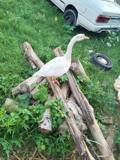 white duck male female