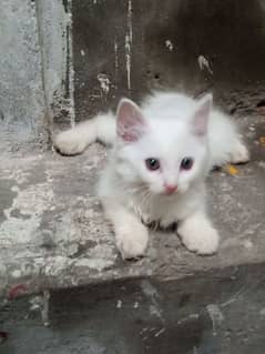 parsian cat female for sale