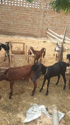 5 desi female goats available for sale