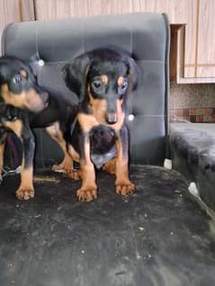 doberman female puppies available