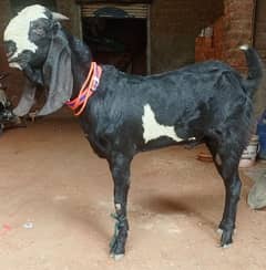 Khoobsorat Betal Kala daba bakra for sale