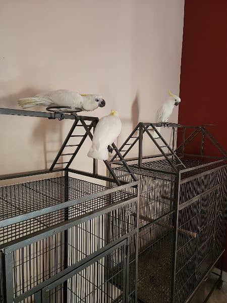 Triton Cockatoos, Blue and Gold Macaw, Amazons & African Grey 6