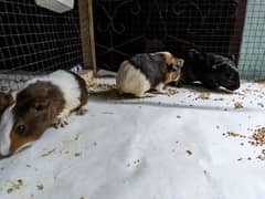 guinea pig bunnies