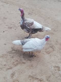 Turkey pair for sale with 1 chick. Total 3 pcs. 0