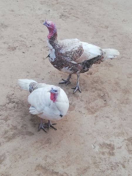 Turkey pair for sale with 1 chick. Total 3 pcs. 1