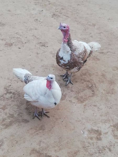 Turkey pair for sale with 1 chick. Total 3 pcs. 2