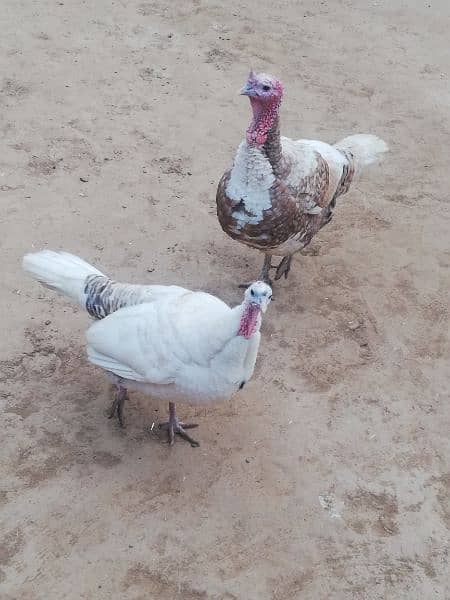 Turkey pair for sale with 1 chick. Total 3 pcs. 3