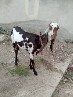 Nagra beetal high quality bakri for sale