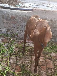 Goats/for sale03456868724