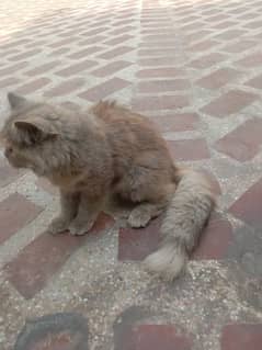 Persian Cat Triple Coat (Urgent Sale)