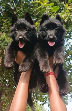 proper long coat black sheprd  full low back pair family dog for sale