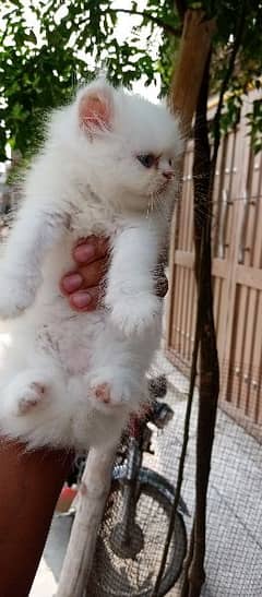 3 perssion kitten available home breed