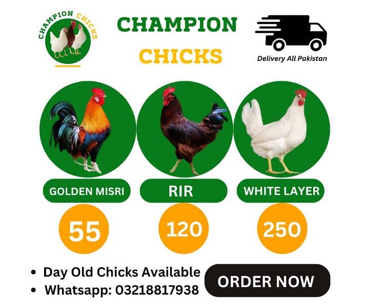 Golden Misri | White Layer | RIR | Day old Chicks Available 2