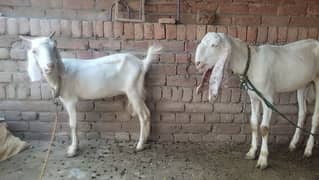 ³ goats for sale ² bakri ¹ bakra