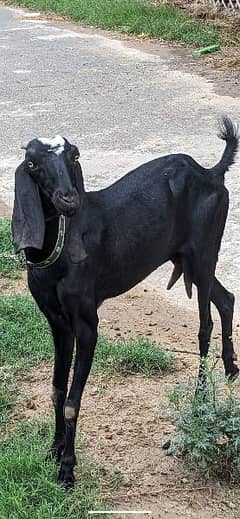 Desi betel goat in high quality for sale