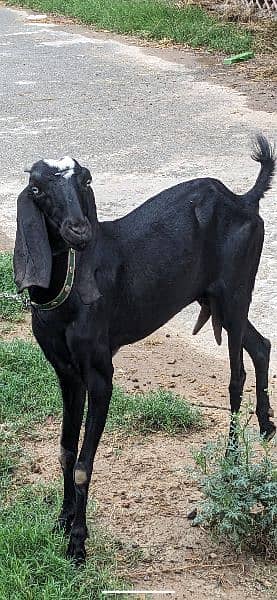 Desi betel goat in high quality for sale 0