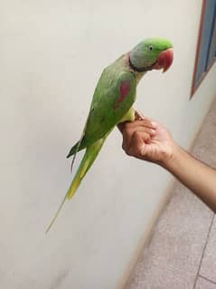 Raw Parrot for sale