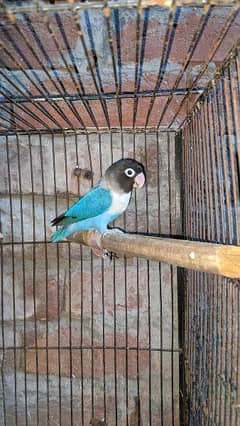 Blue Personata Love bird