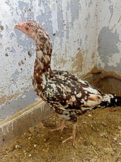 Aseel hens & Desi urgent sale