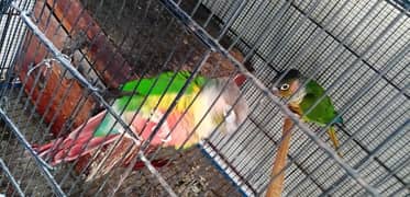 Green conure