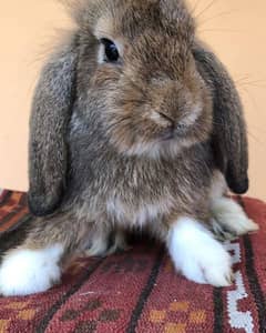 English angora rabbit jiond angora available