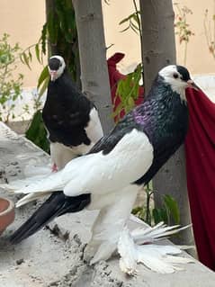 Fancy pigeon Pairs