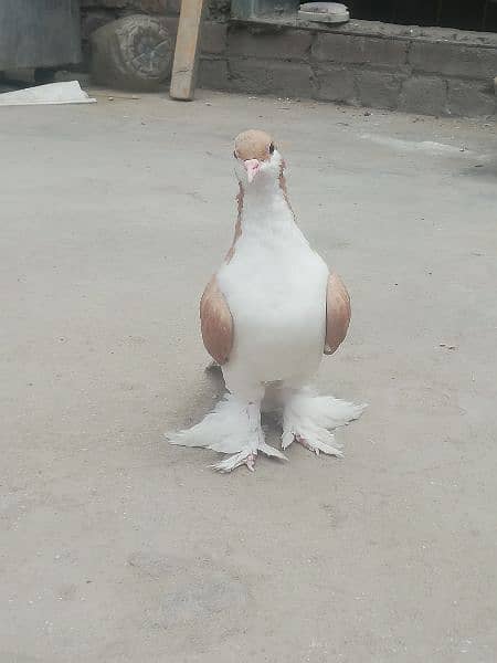 Lahori Sherazi pair For sale 0