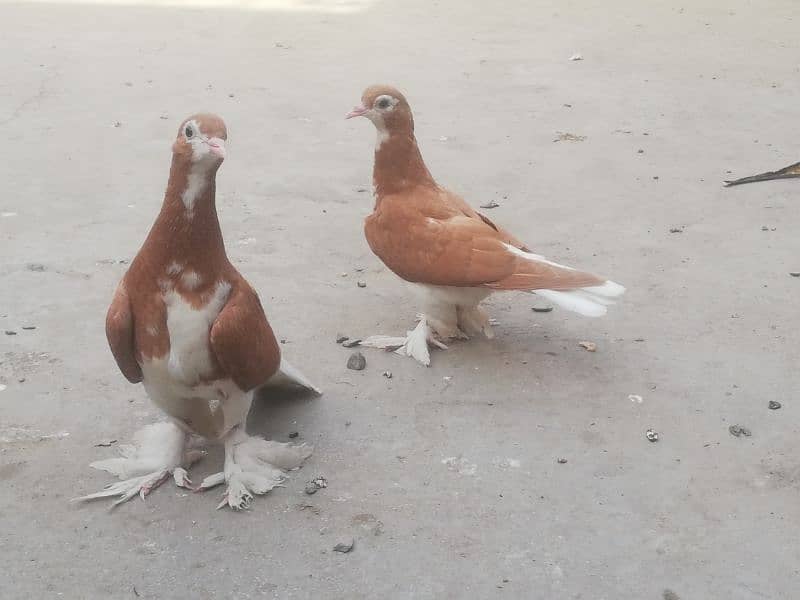 Lahori Sherazi pair For sale 1