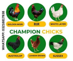 Golden Misri | White Layer | RIR | Day old Chicks Available 0