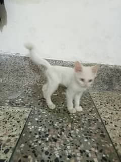 Persian male kitten age 2 mnths